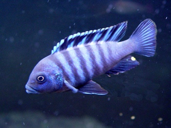 Cynotilapia zebroides 'Chinuni'